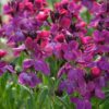 erysimum sugar rush purple bicolor for sale online