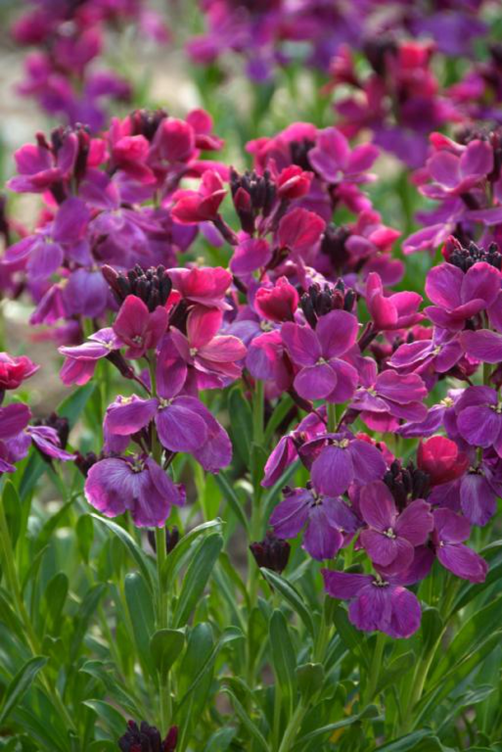 erysimum 'sugar rush purple bicolor' wallflower