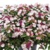 Hydrangea game changer picotee for sale online