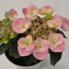 hydrangea game changer pink for sale online