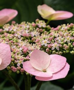 Hydrangea Game Changer Shell Pink for sale online