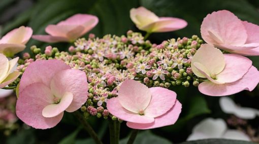 hydrangea_game_changer_shell_pink