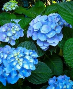 hydrangea nikko blue for sale online