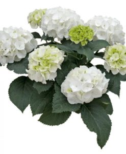 Saxon Alaska white hydrangea for sale online