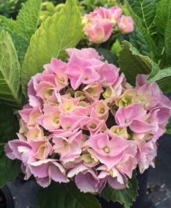 Saxon Tennessee pink hydrangea for sale online
