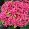 Hydrangea Wow Time for sale online