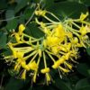 lonicera tragophylla for sale online