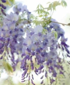 Geisha wisteria for sale online