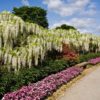 white japanese wisteria for sale online
