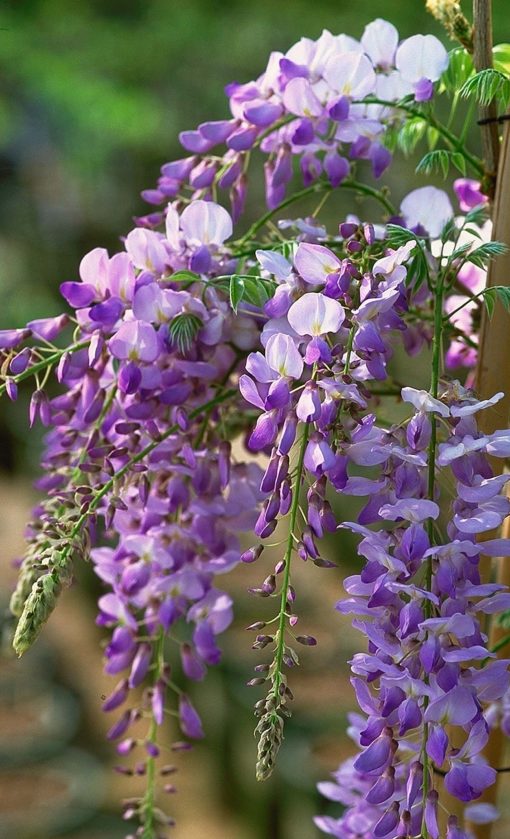 wisteria_texas_purple