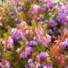 Pink Spangles Erica Heather for sale online
