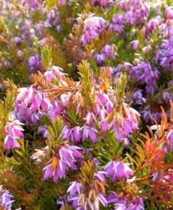 Pink Spangles Erica Heather for sale online