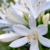 Agapanthus 'Straight A Shona' for sale online