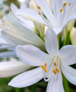 Agapanthus 'Straight A Shona' for sale online