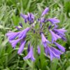 'Storm Cloud' African Lily for sale online