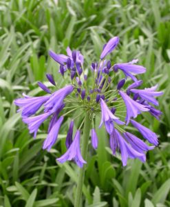 'Storm Cloud' African Lily for sale online