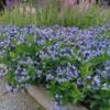 Amsonia Blue Ice for sale online