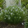 Amsonia Butterscotch Blue Star for sale online