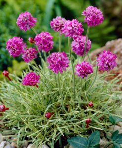 Nifty Thrifty Sea Thrift for sale online