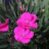 Beauties Kate Pink Carnation for sale online