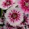 Dianthus 'Floral Lace Picotee' for sale online