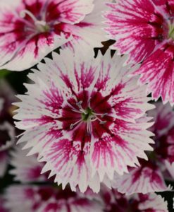Dianthus 'Floral Lace Picotee' for sale online