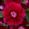 Dianthus 'Floral Lace Purple' for sale online