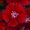 Dianthus 'Floral Lace Red' for sale online