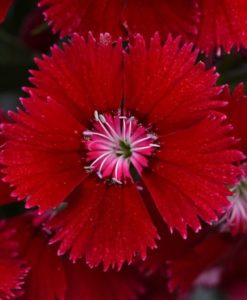 Dianthus 'Floral Lace Red' for sale online