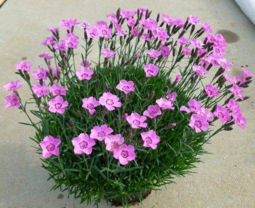 dianthus_mountain_frost_pink_carpet