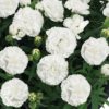 Sunflor Cosmos White Carnation for sale online