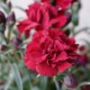 Sunflor Red Dynamite Carnation for sale online