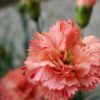 Sunflor Mimi Orange Carnation for sale online