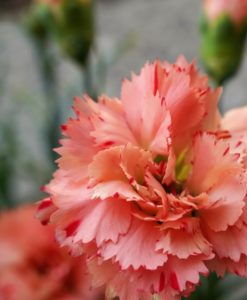 Sunflor Mimi Orange Carnation for sale online