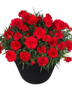 Sunflor Red Allura Carnation for sale online