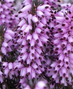 Ghost Hills Erica Heather for sale online