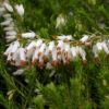 Springwood White Erica Heather for sale online
