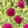 Thunder and Lightning Variegated Knautia for sale online