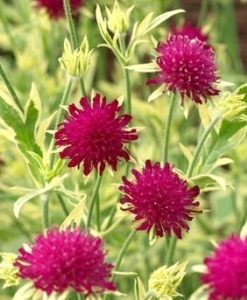 Thunder and Lightning Variegated Knautia for sale online
