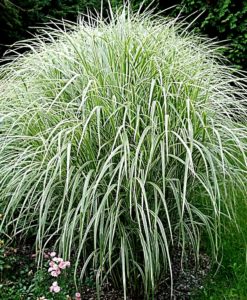 Miscanthus Variegated Maiden Grass for sale online