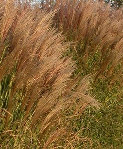 Miscanthus Arabesque Maiden Grass for sale online