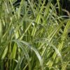 Miscanthus Cabaret Maiden Grass for sale online