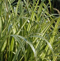 Miscanthus Cabaret Maiden Grass for sale online