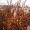 Miscanthus Purple Maiden Grass for sale online