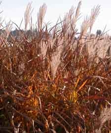 Miscanthus Purple Maiden Grass for sale online