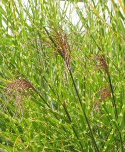 Miscanthus Strictus Porcupine Grass for sale online