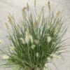 Little Bunny Fountain Grass for sale online