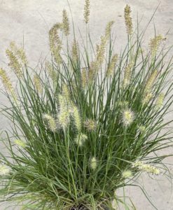 Little Bunny Fountain Grass for sale online