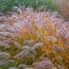Moudry Fountain Grass for sale online
