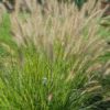 Yellow Ribbons Fountain Grass for sale online